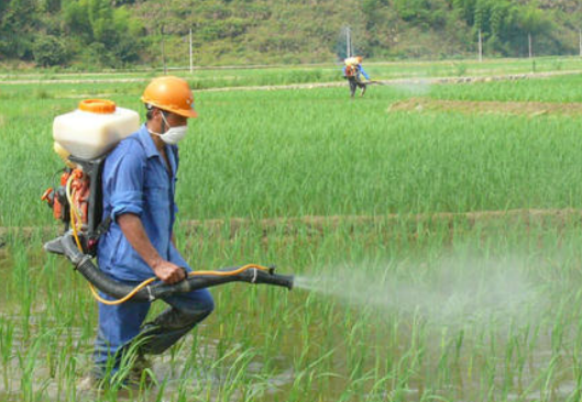 水稻种植的流程有哪些