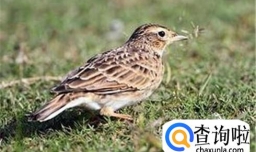 小云雀怎么分公母