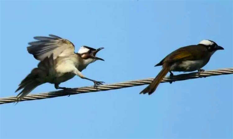 鸟为何能站在高压电线上