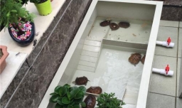 小乌龟吃什么？小乌龟怎么养经验详解