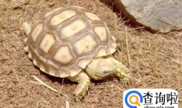 家里养乌龟有什么忌讳