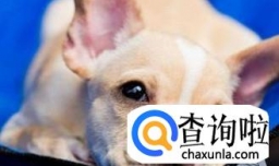 怎样知道狗狗几个月了