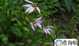 半边莲的种植方法