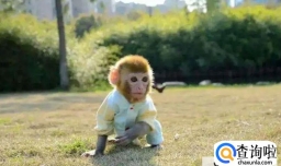 宠物猴能不能饲养？