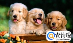 怕狗怎么克服 很怕狗怎么办