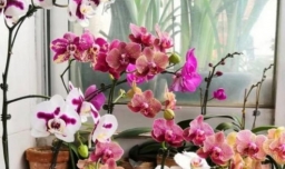 蝴蝶兰开完花后怎么处理