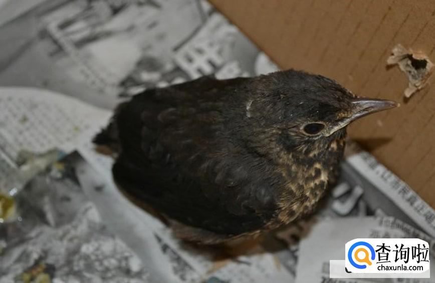 黑八哥幼鸟怎么喂养比较好