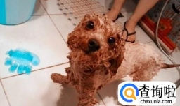 泰迪修剪美容剪毛教程