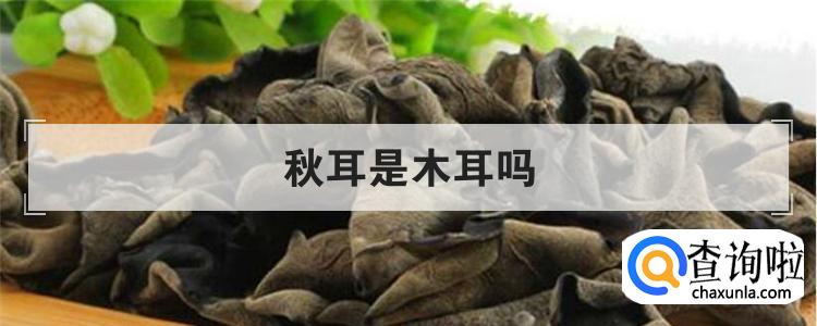 秋耳是木耳吗