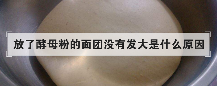 放了酵母粉的面团没有发大是什么原因