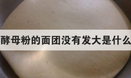 放了酵母粉的面团没有发大是什么原因