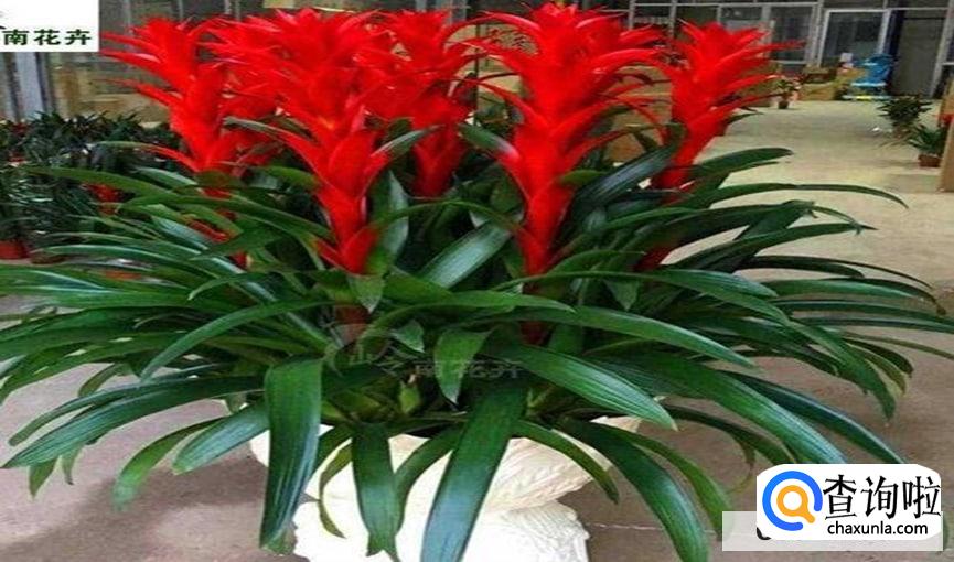 大花红星怎么养比较合适