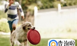 怎么和狗狗培养感情