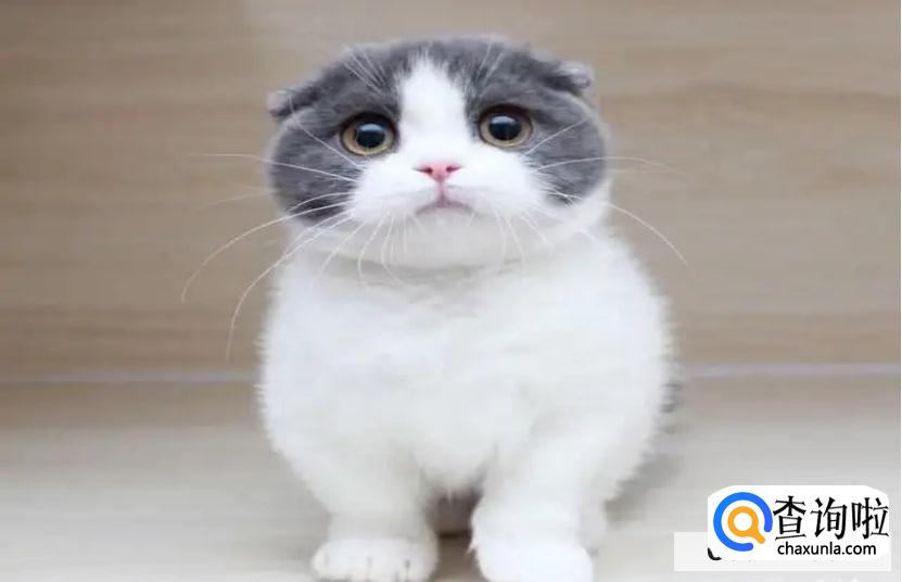 短脚猫好养吗？短脚猫价格!