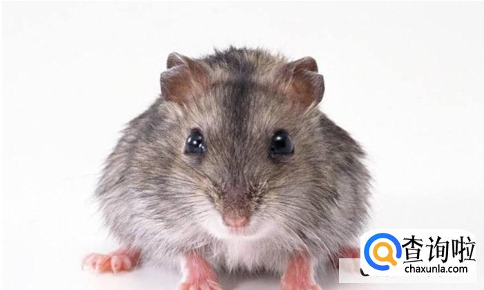 家中有老鼠怎么消灭