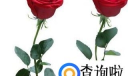 玫瑰花种如何培育发芽