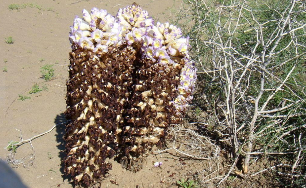 肉苁蓉是什么？