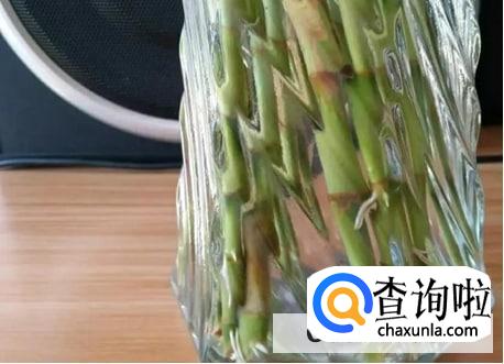 柳枝制作生根水浸泡几天合适