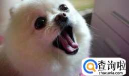 狗狗总是乱叫怎么办