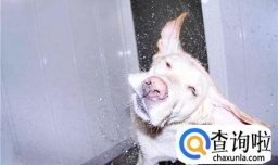 为什么狗狗洗完澡还很臭？