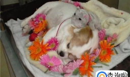 宠物死亡后主人该怎么办？