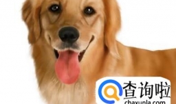 养狗需要注意什么小细节