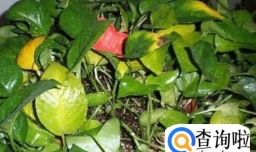 口红吊兰叶子发黄怎么解决？