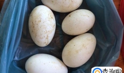 煮鹅蛋怎么做好吃