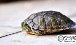 小乌龟怎么老睡觉