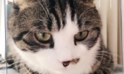 养猫会不会有很多细菌，影响身体健康？