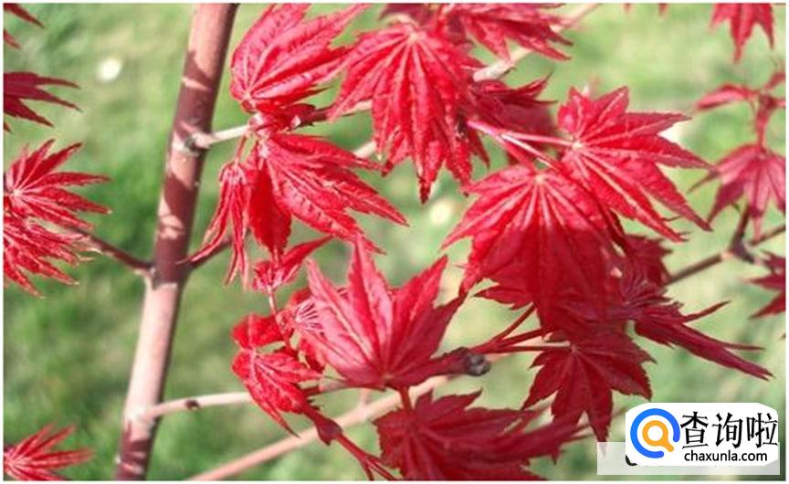 日本红枫的养殖方法和注意事项