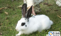 宠物兔子怎么养