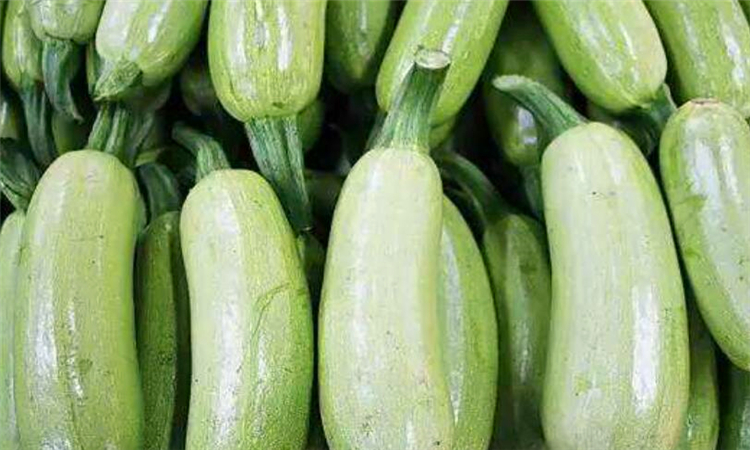 为什么会没有北瓜