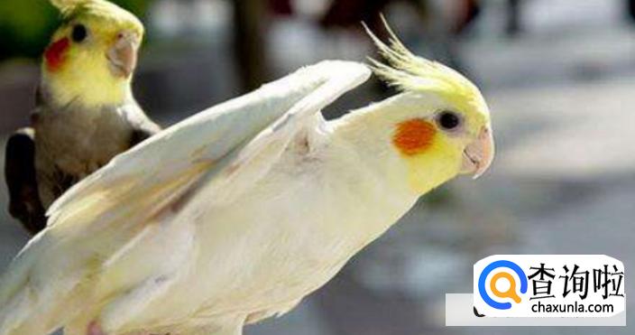 蜜袋鼯和鹦鹉两者哪个更适合做老年人宠物？