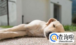 狗得了狂犬病什么症状