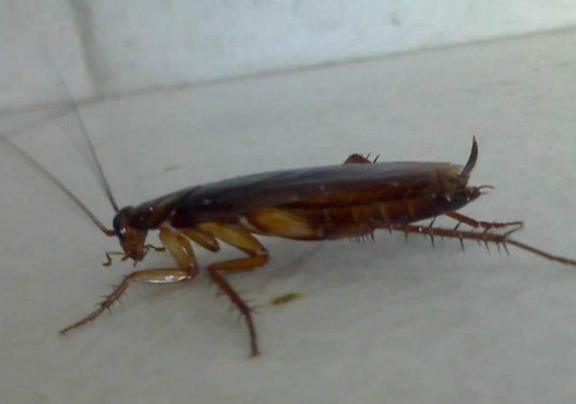 蟑螂是怎么形成的