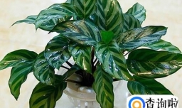 孔雀竹芋有什么作用