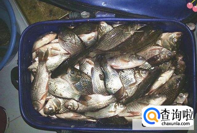 专钓大鲫鱼偏方