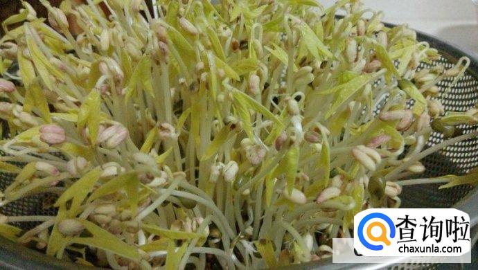 绿豆芽怎么发豆芽的步骤