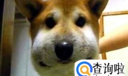 狗狗被蜜蜂蛰了怎么办