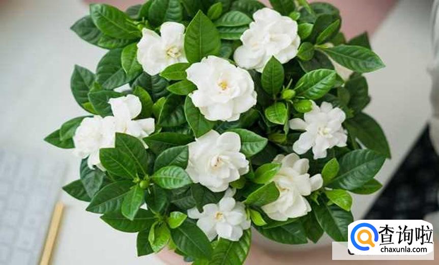 枝枝花怎样保存最好