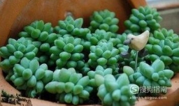 养多肉植物用什么花盆