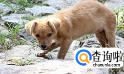 宠物狗和土狗哪个更聪明一些家庭适合养哪一种