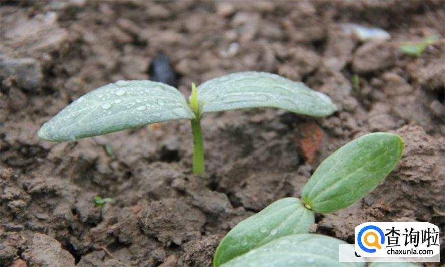 西瓜催芽方法与步骤有哪些