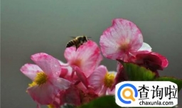 四季玻璃海棠怎样浇水