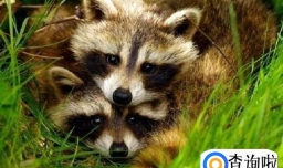 饲养浣熊时应该注意些什么