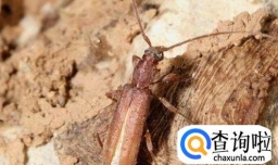 如何饲养天牛 天牛吃什么东西