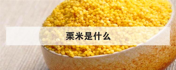 栗米是什么