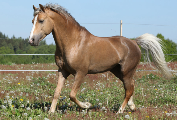 为什么吃马肉的比较少？