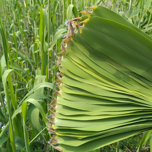 新鲜芦苇叶怎样长期保存
